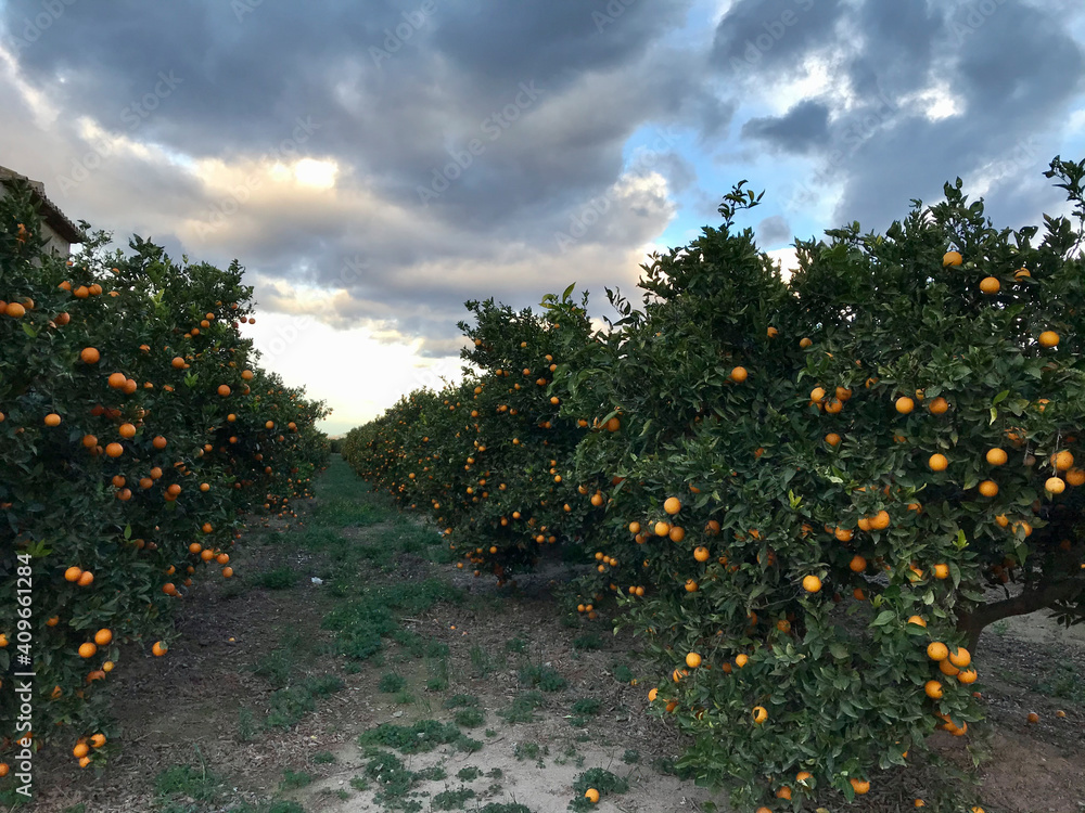 orchard of orange trees intended for cultivation first thing in the morning, with the sky in the background orchard of orange trees intended for cultivation first thing in the morning, with the sky in the background
