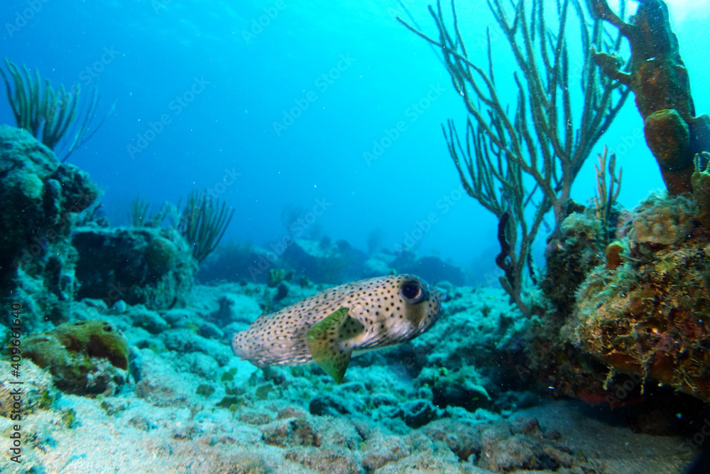 Fototapeta premium Diving in the Caribbean at the RMS Rhone, beautiful environment with beautiful animals, the ship sank 1867 at Salt Island and 123 people lost there lives,