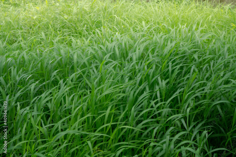 Obraz premium Beautiful tall green grass with sunlight,nature photography,grass flowing 