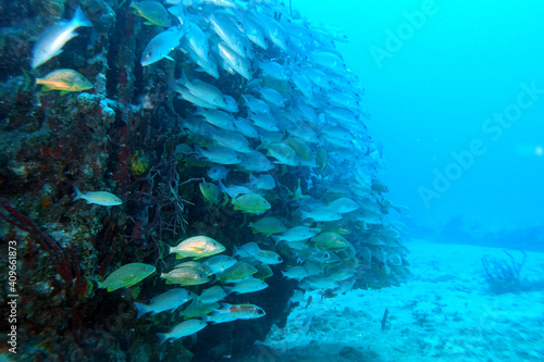 Diving in the Caribbean at the RMS Rhone, beautiful environment with beautiful animals, the ship sank 1867 at Salt Island and 123 people lost there lives, 