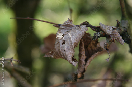 moth on tree