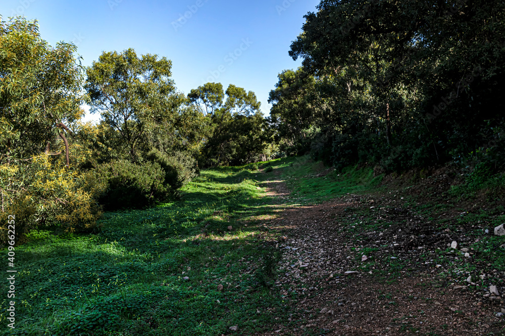 Walking in Nature, Walking on the grass, Surrounded by Acacia trees on a Wonderful Day in Sardinia