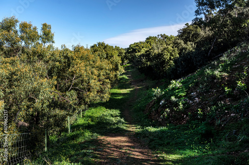 Walking in Nature, Walking on the grass, Surrounded by Acacia trees on a Wonderful Day in Sardinia