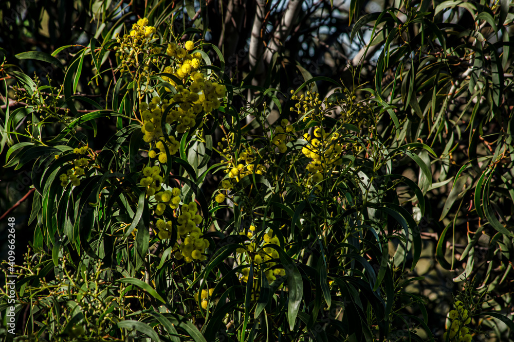 Yellow Acacia in Bloom Mimosa Macro Close-up Photography, Countryside of Sardinia Yellow Acacia in Bloom Mimosa Macro Close-up Photography, Countryside of Sardinia