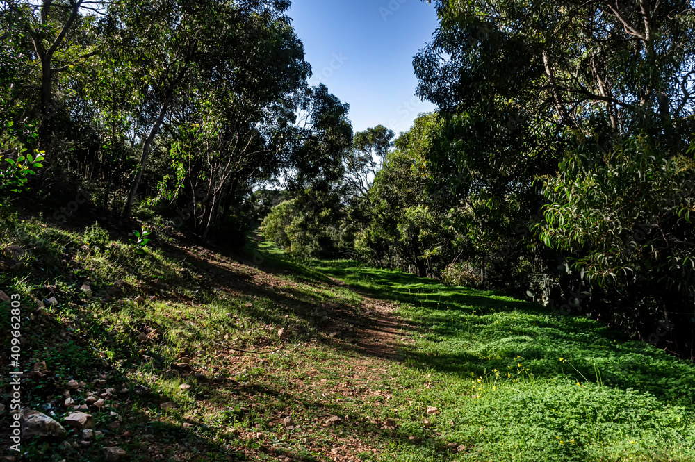 Walking in Nature, Walking on the grass, Surrounded by Acacia trees on a Wonderful Day in Sardinia Walking in Nature, Walking on the grass, Surrounded by Acacia trees on a Wonderful Day in Sardinia
