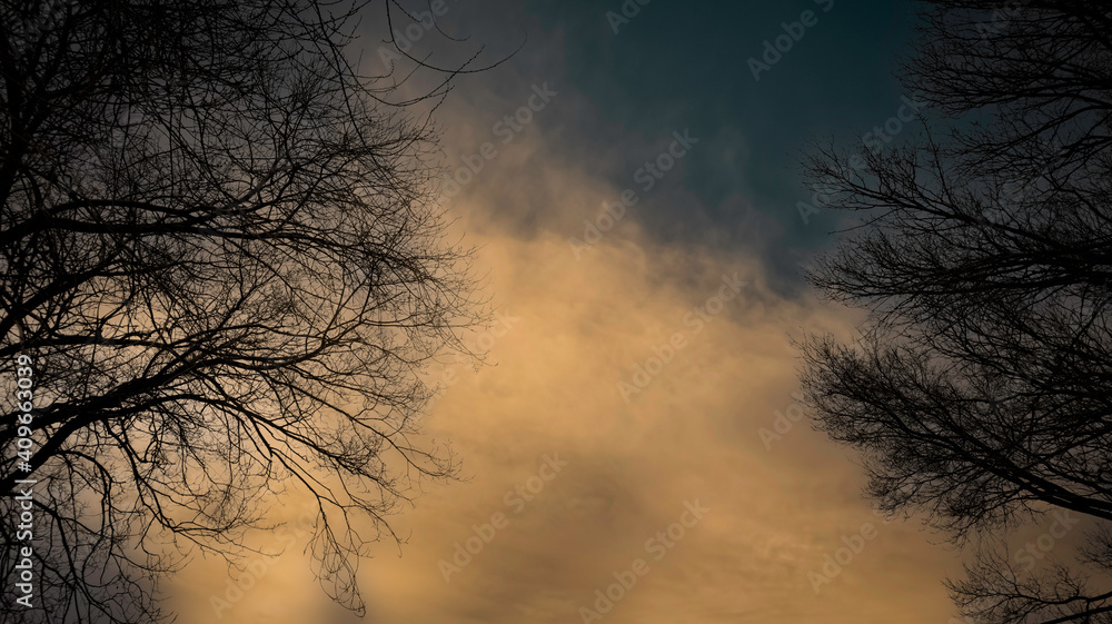 Two Trees with Cloudy Background