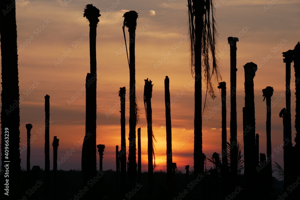 Oil palm trees die from chemical destruction. To plant new trees The