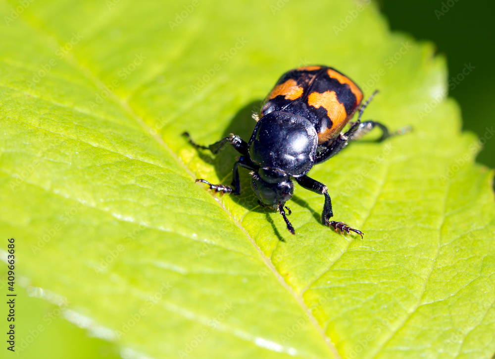 Common gravedigger beetle (Nicrophorus vespillo).
This name is given to him due to the fact that he is an orderly who destroys a large number of carrion. Common gravedigger beetle (Nicrophorus vespillo).
This name is given to him due to the fact that he is an orderly who destroys a large number of carrion.