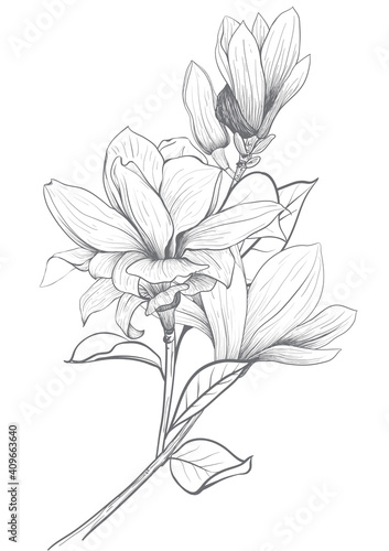 The elements Magnolia flower Hand drawing and sketch,line art on white backgrounds vector hand drawn botanical.vector magnolia for background,texture, wrapper pattern.