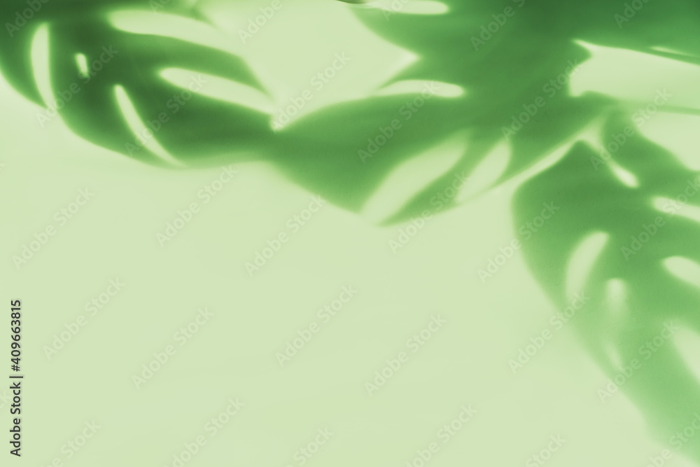 Obraz premium Shadow of tropical green leave on color background with copy space, Top view