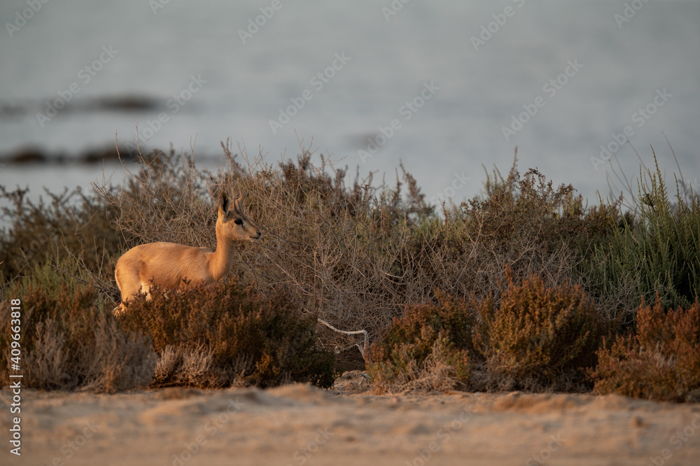 Arabian Rheem Gazelle at Hawar island of Bahrain Arabian Rheem Gazelle at Hawar island of Bahrain