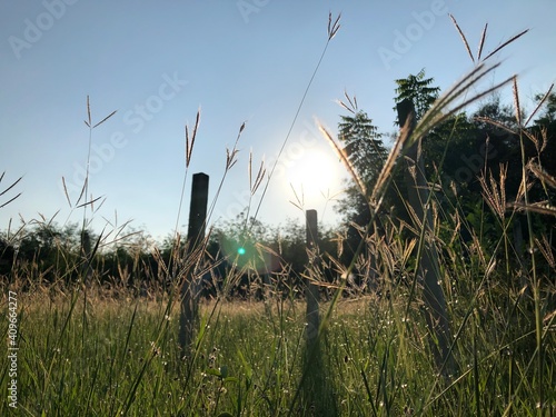 reeds on the beach