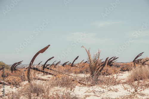 Cemetery of anchors on the beach at Praia Do Barril in Santa Luzia, Algarve, Portugal, Europe photo