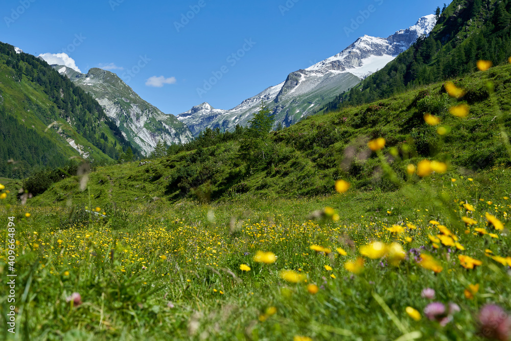 alpine landscape with flowers blooming in idyllic fields and mountain alpine landscape with flowers blooming in idyllic fields and mountain