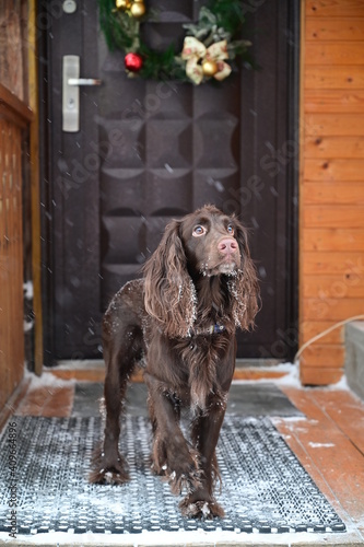 German spaniel dog bred standing near Christmas decorated door outdoor