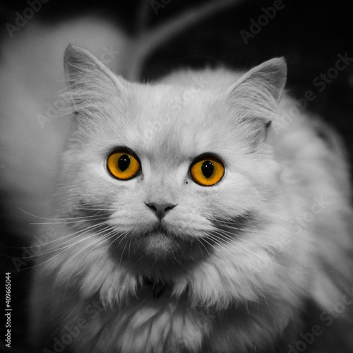 White cat in grayscale