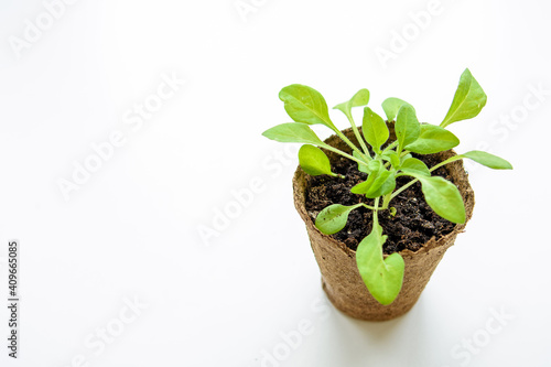 A young seedling in a peat pot on a white background. Copy space. Close up.