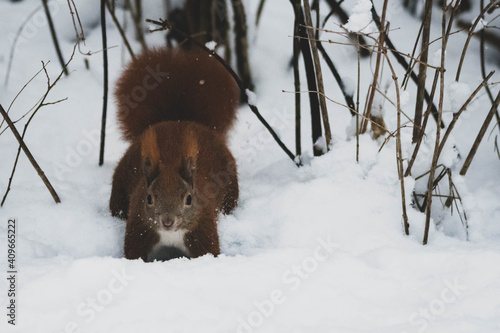 Photos Eichhörnchen Winter Park IV