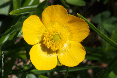Scharfer Hahnenfuß, Ranunculus acris. Seiser Alm, Südtirol.