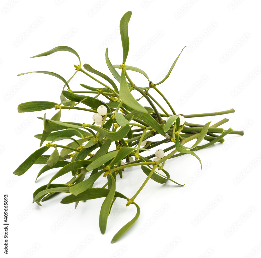 Fototapeta premium Green mistletoe with berries.