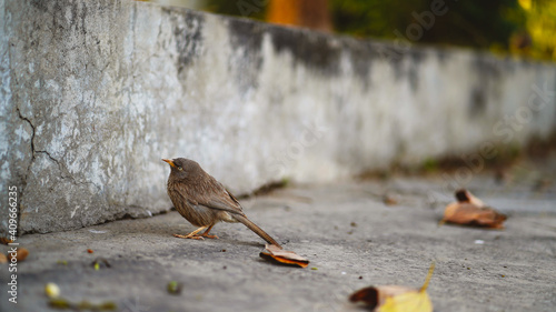 sparrow on the ground