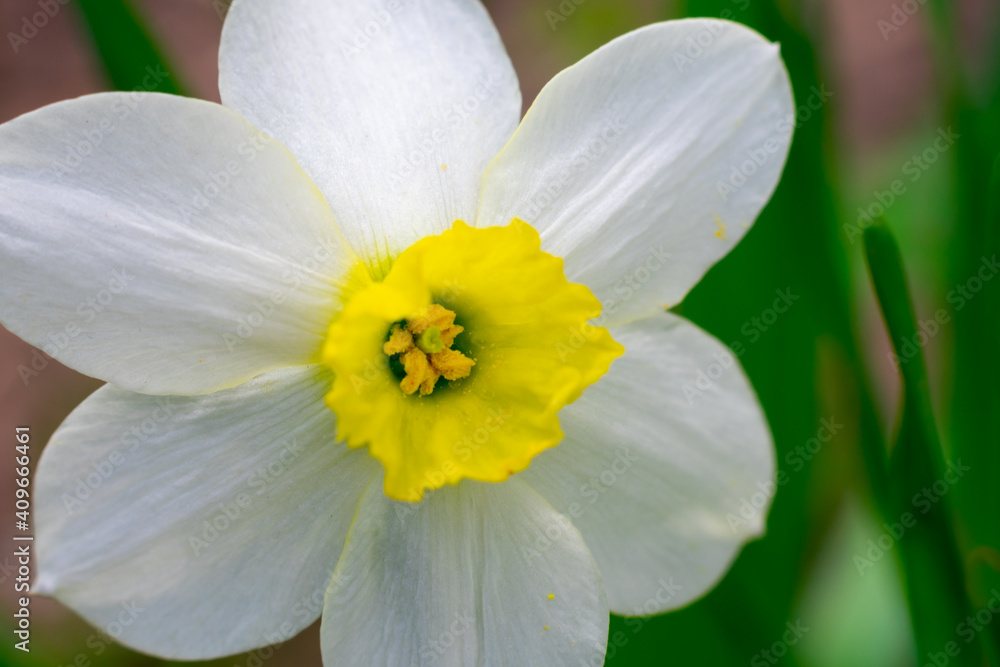 Macro view of beautiful vivid white fragile narcissus flowers with yellow core in pollen and green leaves. Blossoming first spring flower in the garden Macro view of beautiful vivid white fragile narcissus flowers with yellow core in pollen and green leaves. Blossoming first spring flower in the garden