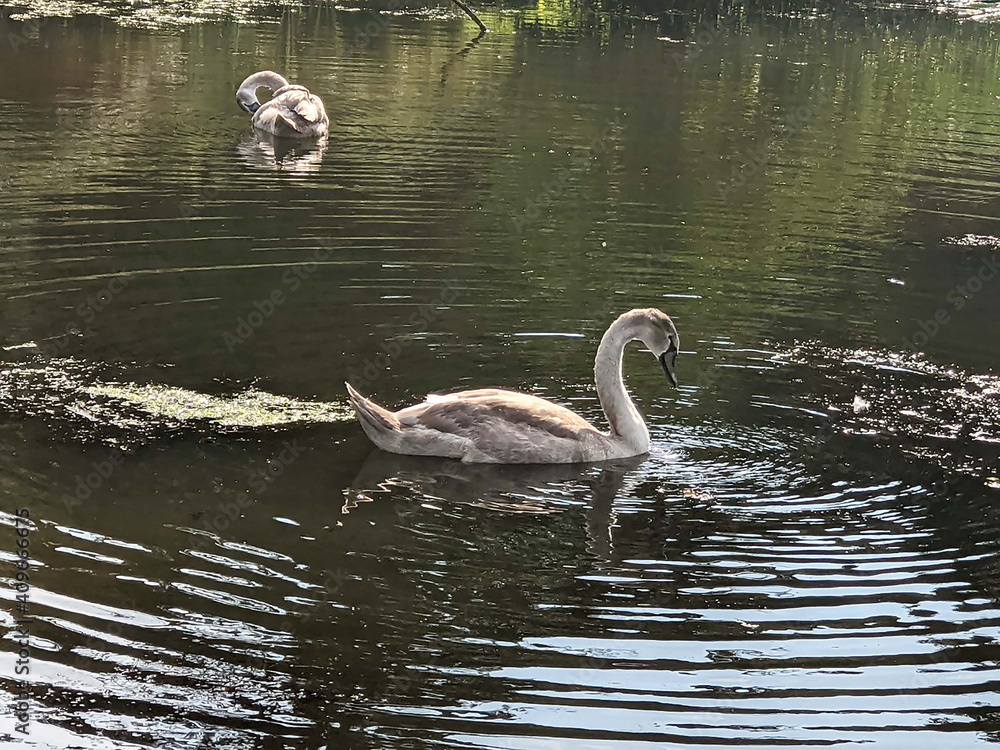Φωτογραφία Swan in the ponds, Leyton.
