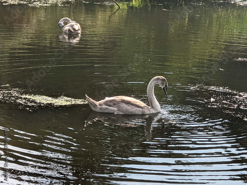 Swan in the ponds, Leyton.