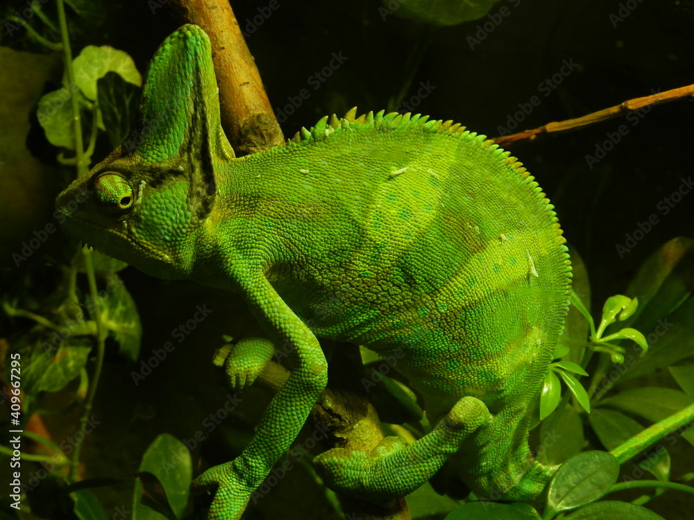 Fototapeta premium fauna 2