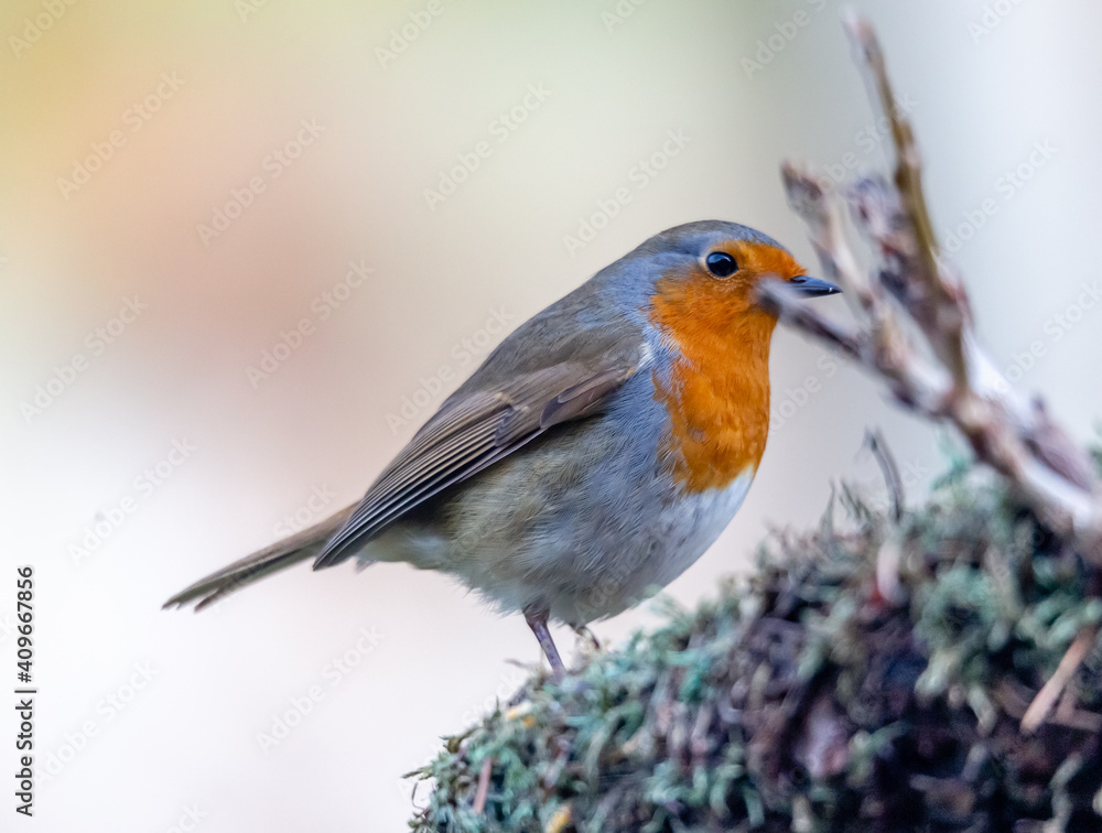 robin on a branch robin on a branch