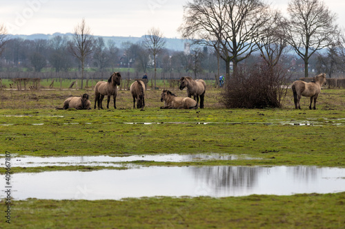 Konik breed horses grazing during sunset in the natural park Eijsder Beemden  english Eijsder Beemden  alongside the river Meuse as part of a natural ecology system in this area
