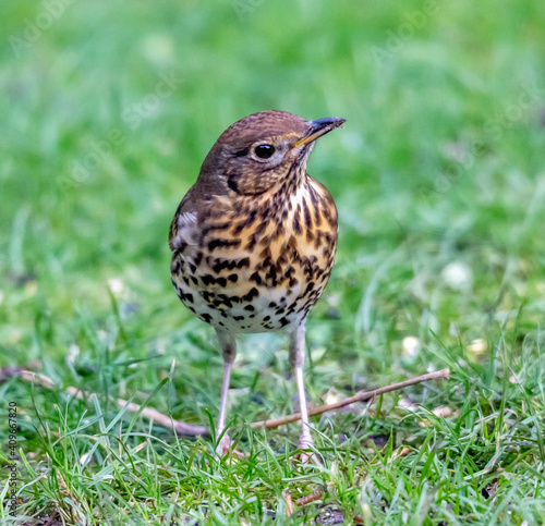 thrush on the grass