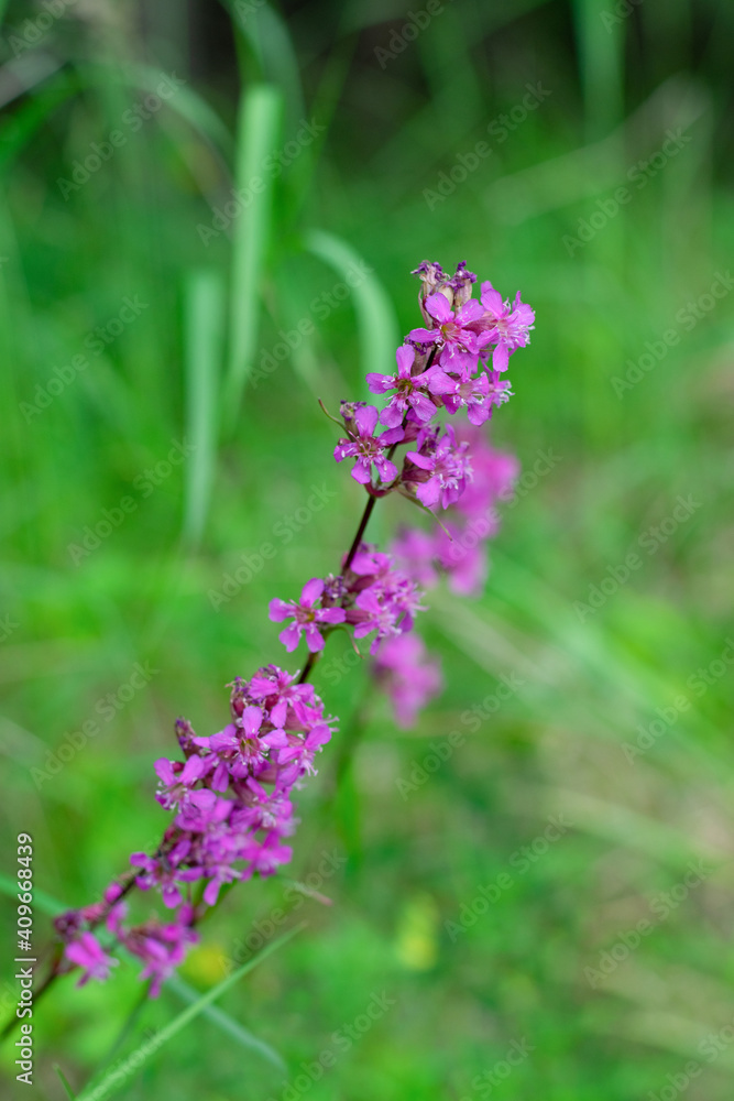 Pinl colored Viscaria vulgaris flowers also known as the sticky catchfly or clammy campion on green blurred background with bokeh effect.Vertical format Pinl colored Viscaria vulgaris flowers also known as the sticky catchfly or clammy campion on green blurred background with bokeh effect.Vertical format