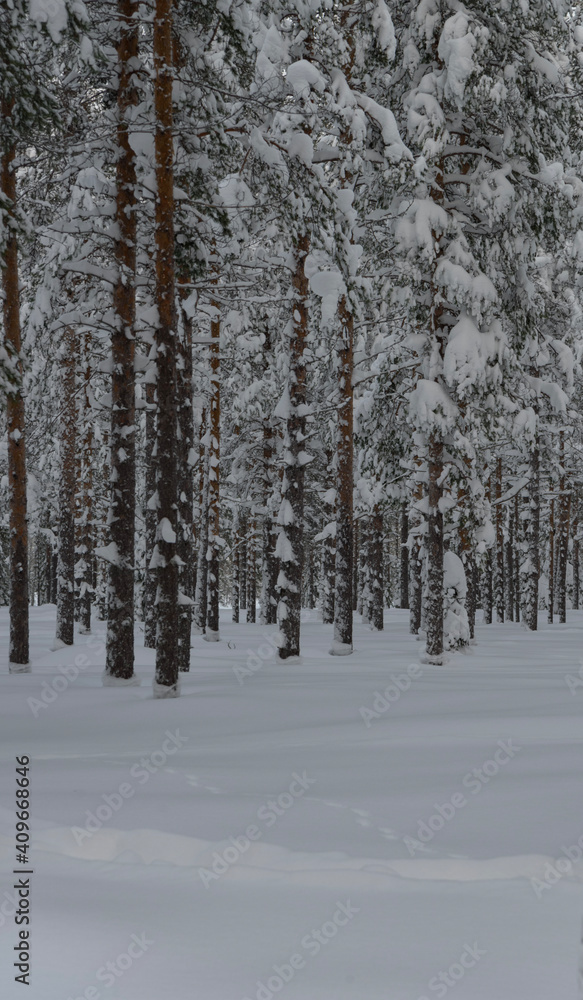 Fototapeta premium snow covered trees