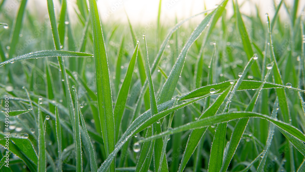 Dew drops on morning shine on rice field. Dew drops on morning shine on rice field.