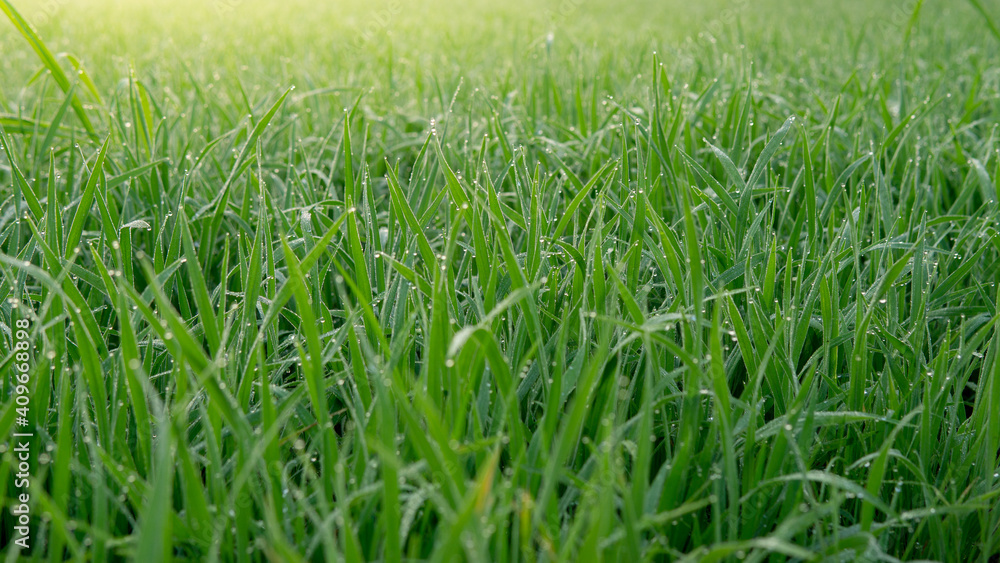Dew drops on morning shine on rice field. Dew drops on morning shine on rice field.