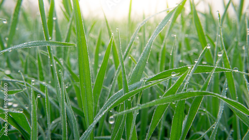 Dew drops on morning shine on rice field.