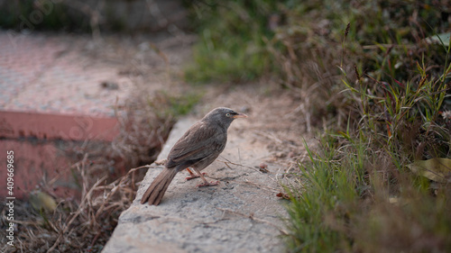 sparrow in urban land