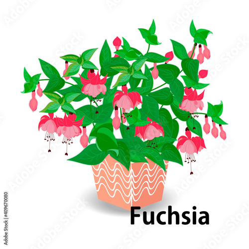 Indoor blooming plant flat color illustration.Realistic houseplant in beige pot.Exotic flower with stems and leaves.Fuchsia isolated botanical design element.