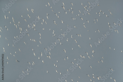 Black-headed gulls flying at Asker marsh, Bahrain