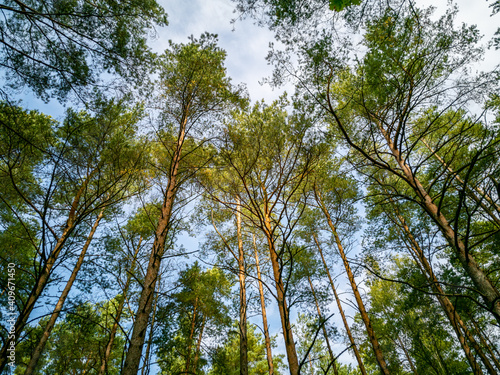 View on blue sky in forest from beneath pine trees.