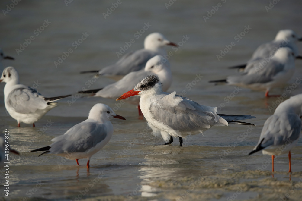Caspian tern in the mid of Slender-billed guuls at Busaiteen coast, Bahrain Caspian tern in the mid of Slender-billed guuls at Busaiteen coast, Bahrain