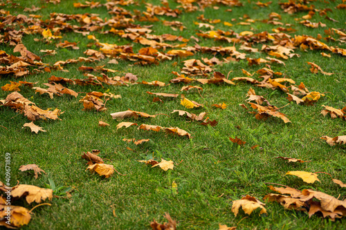 Dry, orange, fallen maple leaves on green lawn in autumn. Shallow depth of field.