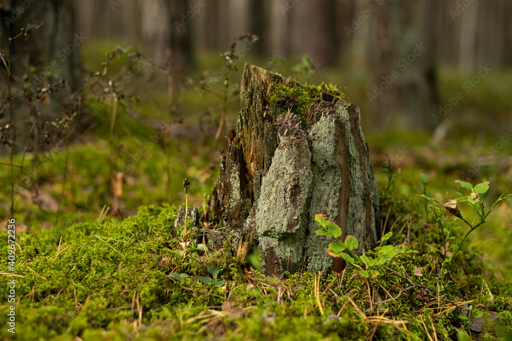 Old tree stump owergrown with moss, lichen and fungi. Shallow depth of field photography.