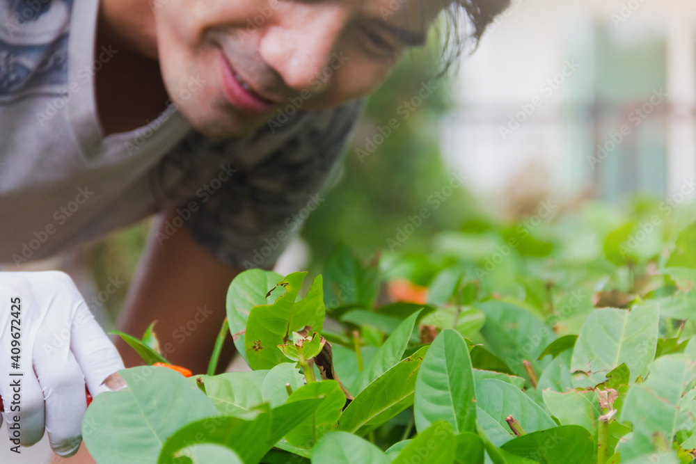 Obraz premium male hand hold scissors pruching branch of Ixora flower