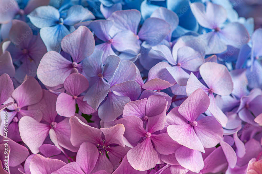 Pink and blue hydrangea flowers. macro shot. floral texture. spring background