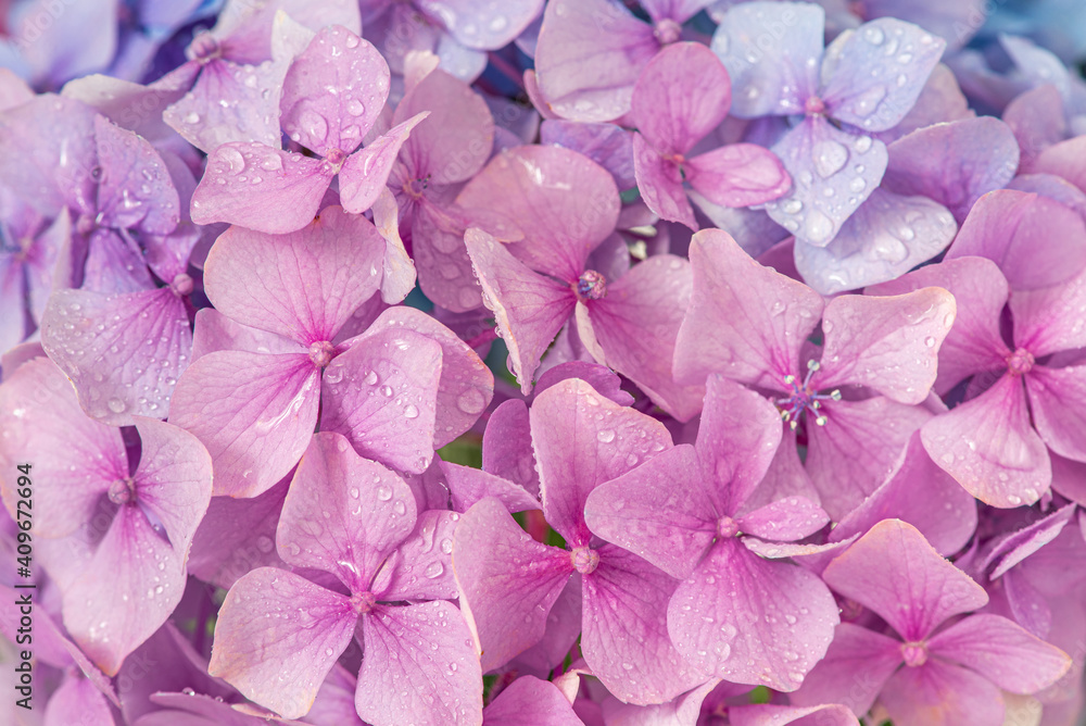 Pink hydrangea flowers with water drops. macro shot. floral texture. spring background