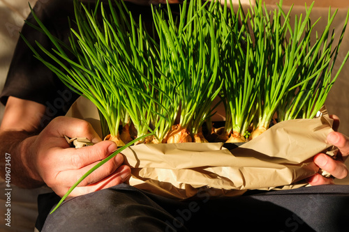 Home-grown green onions in men's hands. Hard sunlight.