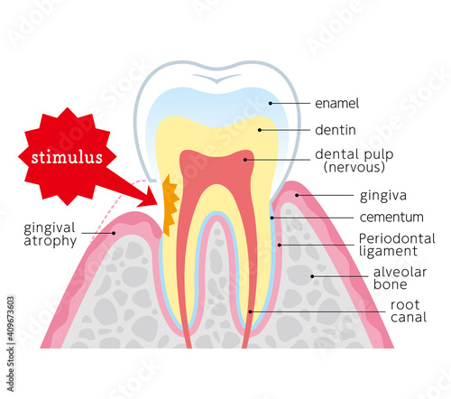 Tooth cross section_21