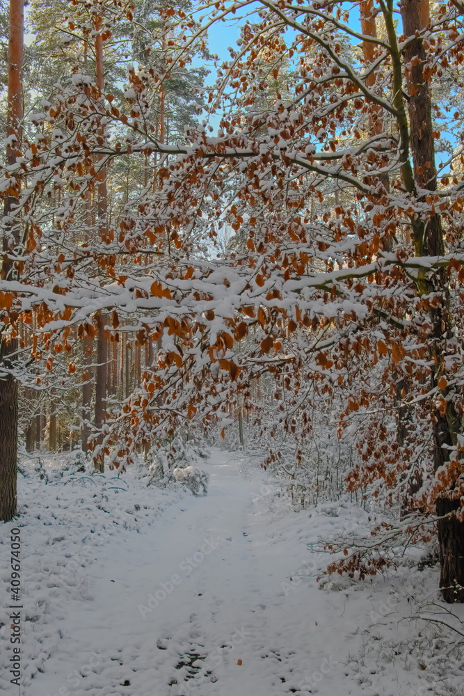 Orange leaves against the backdrop of a white forest. Snow in the forest. Winter in Poland.